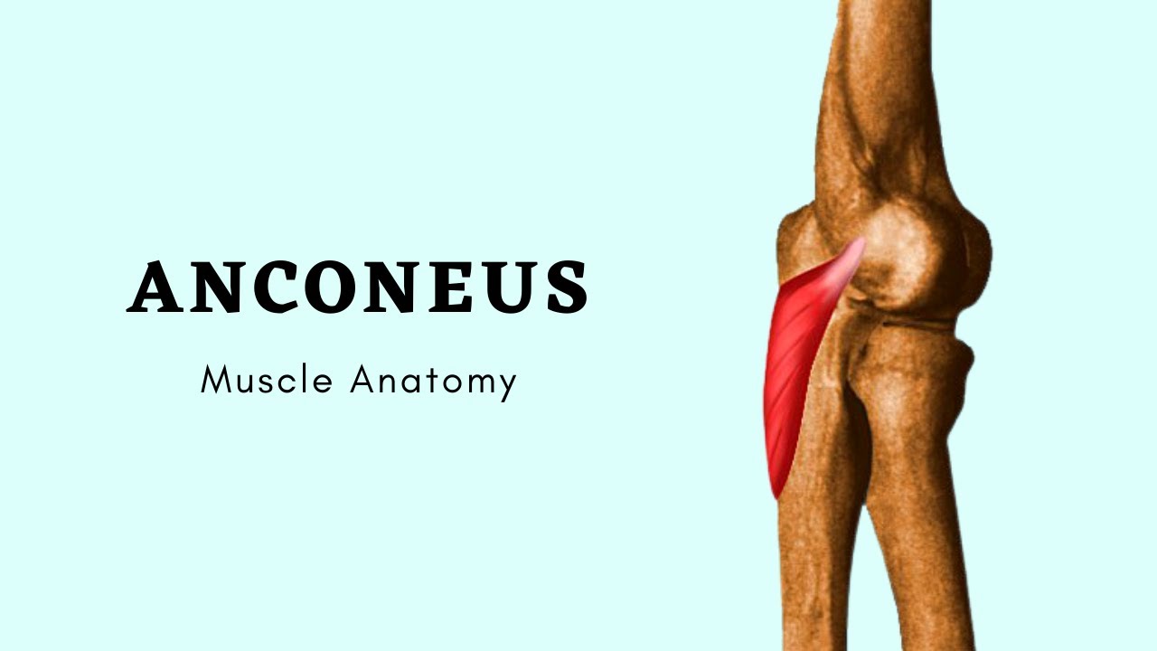 Anconeus Muscle Anatomy | Muscle of Posterior Forearm | Doctor Speaks