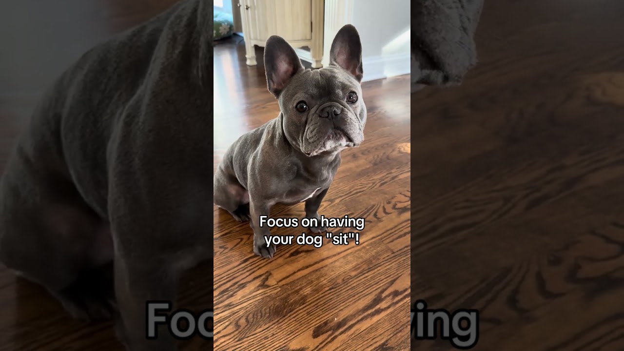 Curbing frenchie jumping behavior with effective tricks #frenchies