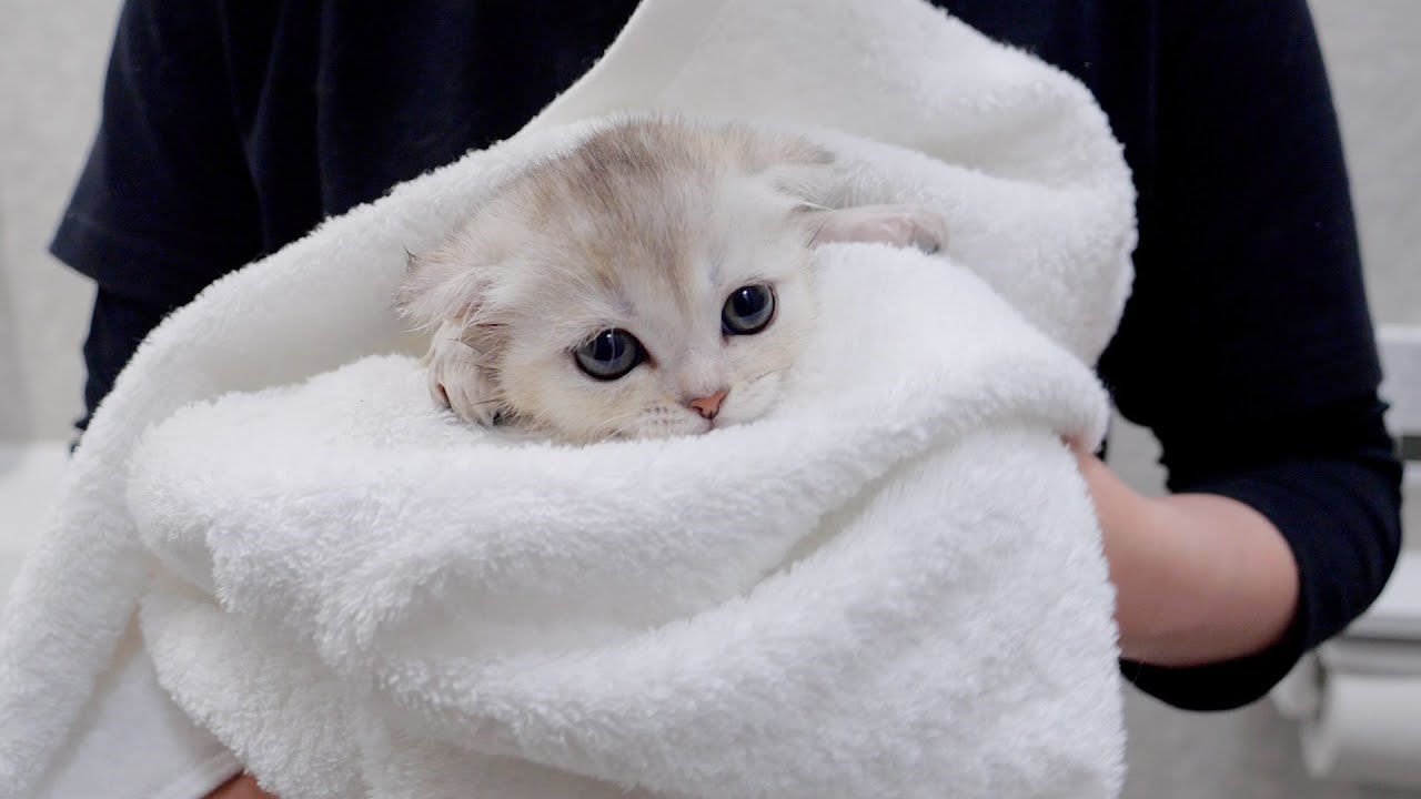 A cute kitten that melts after taking a bath.