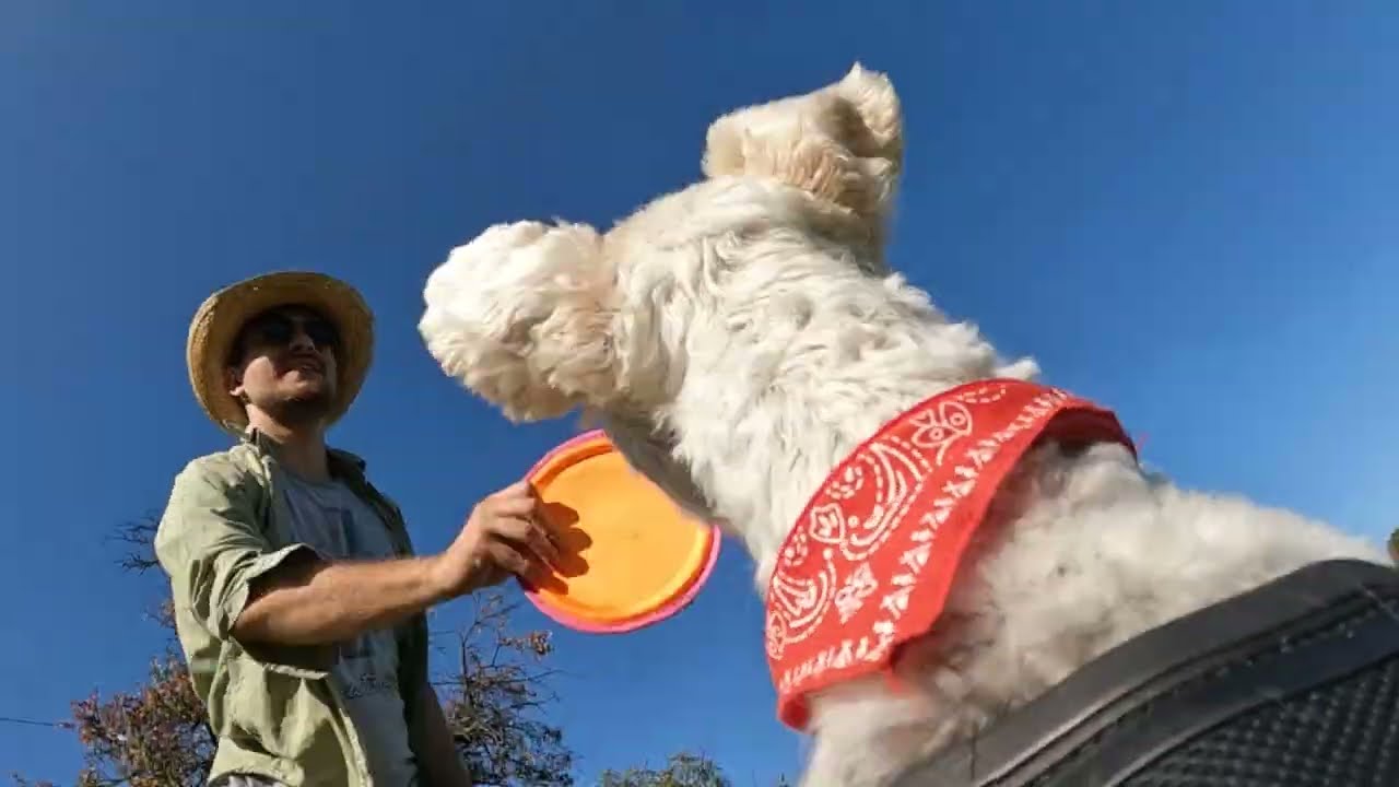 POV ur riding a wire fox terrier & GoPro Hero 10 stabilization test