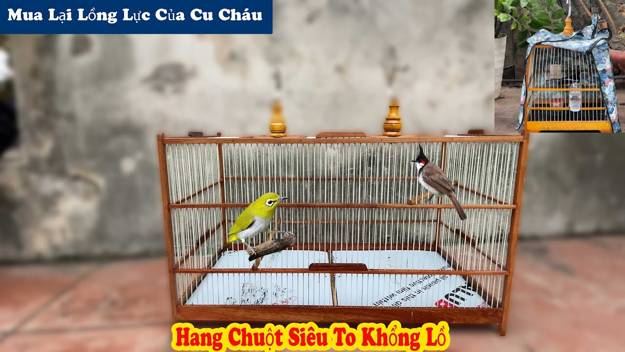 Mua Lại Lồng Lực 80 Và Phát Hiện Tổ Chuột Siêu To  Ngay Cạnh Chuồng AVI // Chiến Ơi