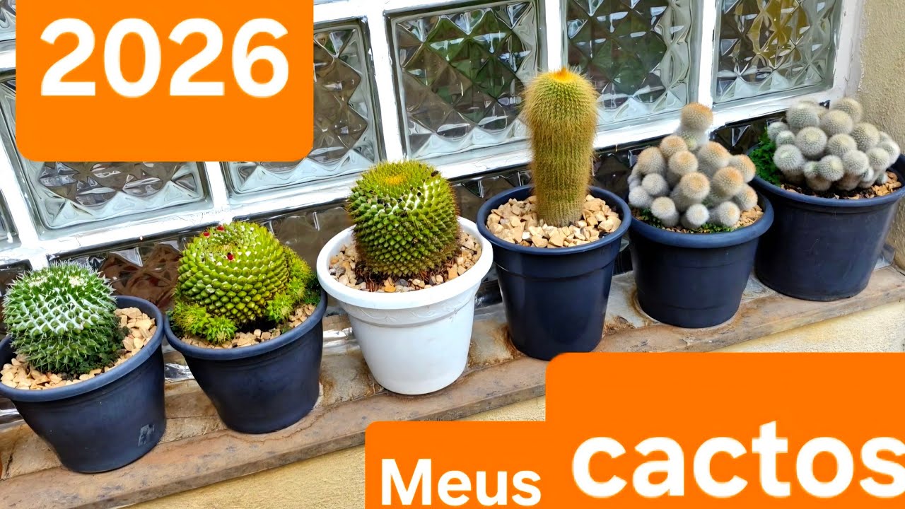 Alguns dos meus cactos! Primeiro video de 2026!