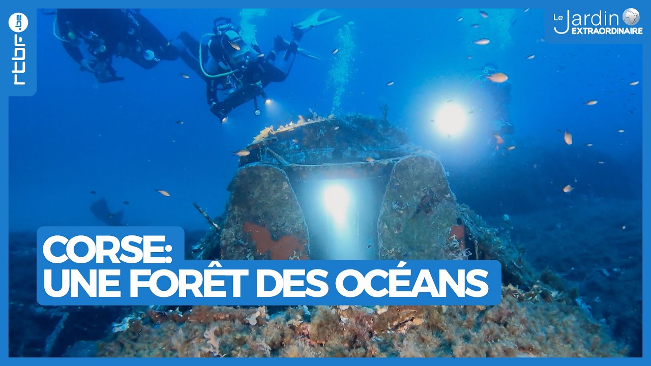 Corse : une forêt des océans - Le Jardin Extraordinaire 🌍
