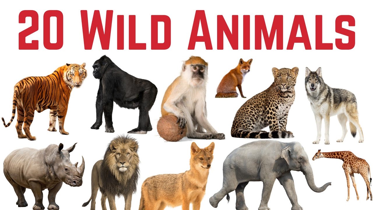 जंगली जानवर के नाम सीखे बच्चों के लिए | Learn 20 Wild Animals Name for kids