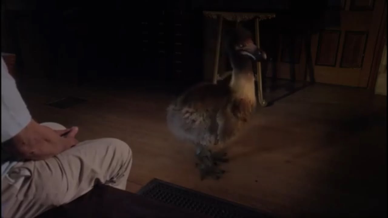 Natural History Museum Alive [2014] - Dodo Birds (Raphus cucullatus) Screen Time