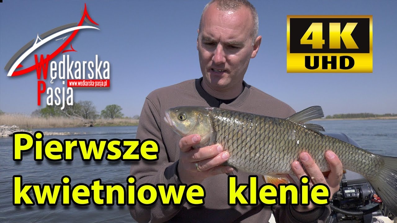Pierwsze kwietniowe klenie 4K #138 | wędkarstwo spinningowe