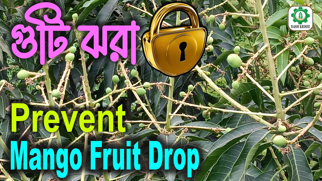 আমের গুটি ঝরা রোধের সঠিক উপায় | Prevent Mango Fruit Drop