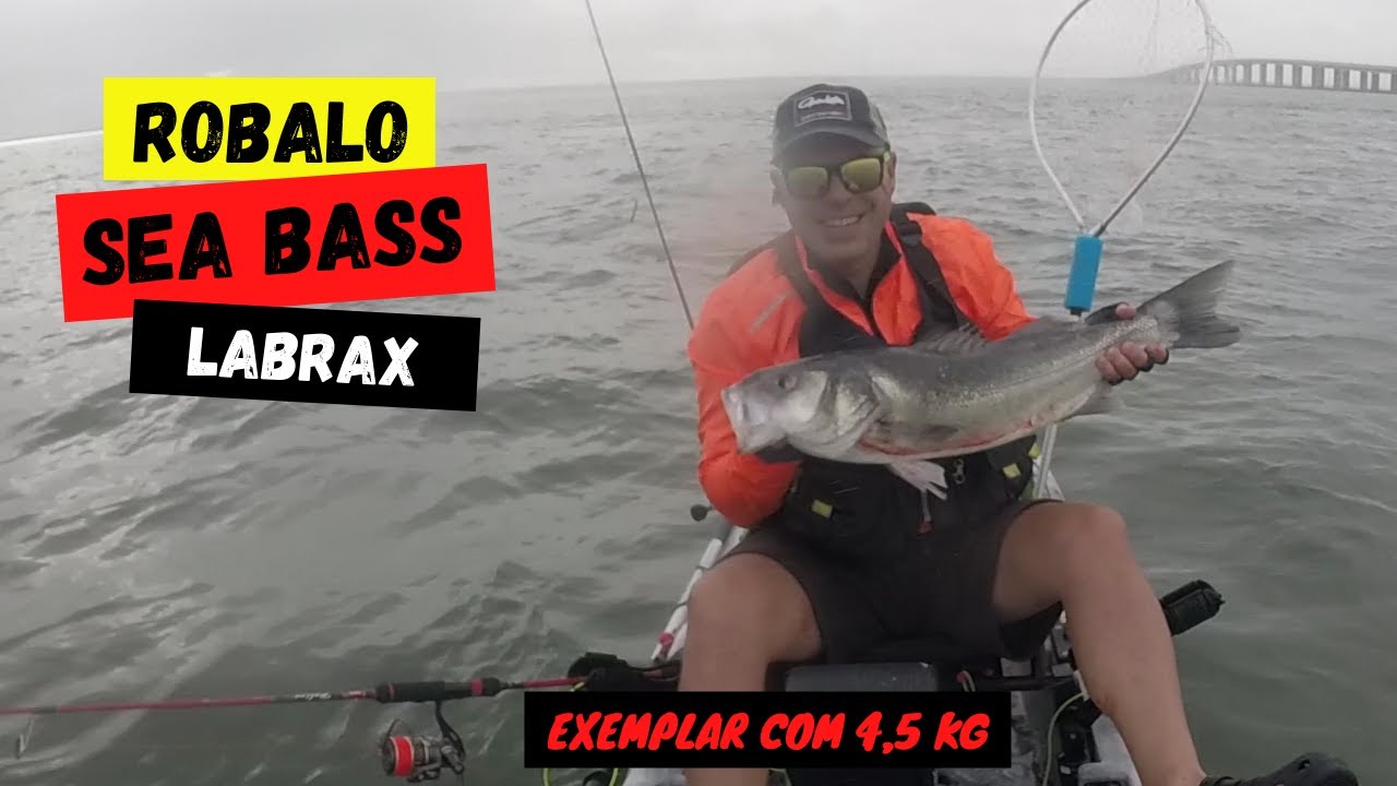 ROBALO XXL - SEA BASS - LUBINA PESCADO - DICENTRARCHUS LABRAX