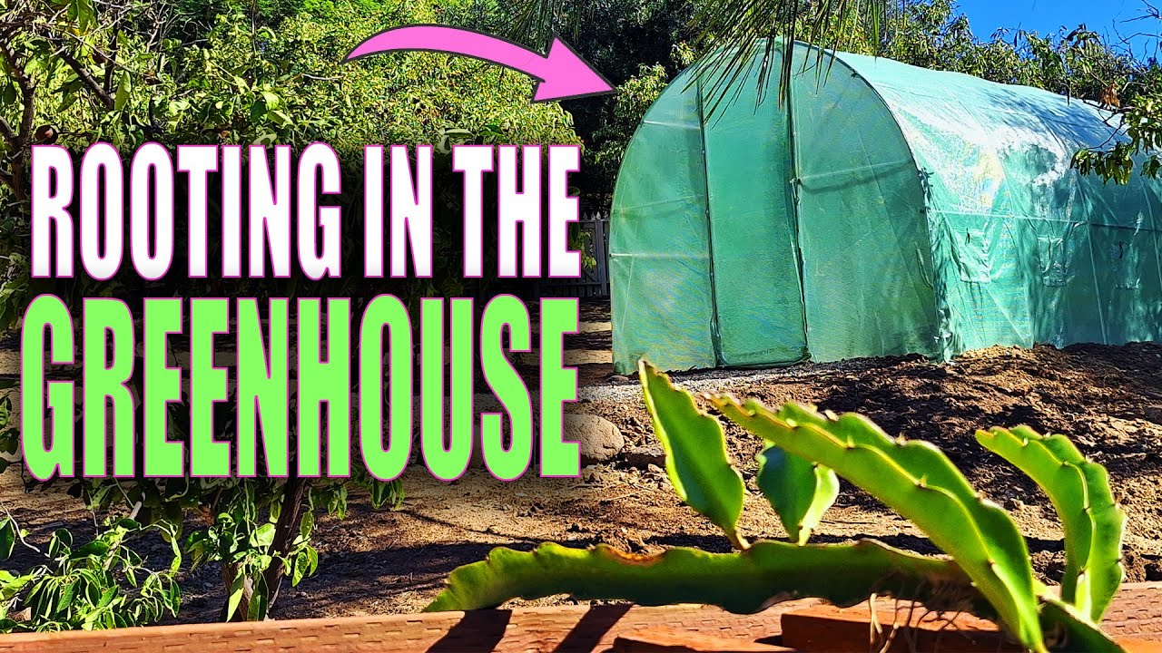 ROOT DRAGON FRUIT CUTTINGS in the WINTER USING OUR NEW GREENHOUSE / DRAGON FRUIT TRELLIS (UPDATE 13)