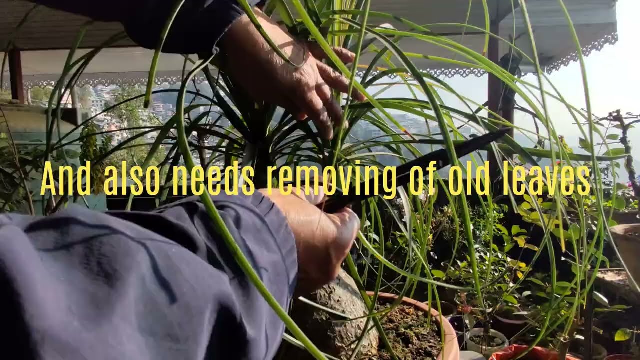 Ponytail Palm | Pruning | Removing Old Leaves 