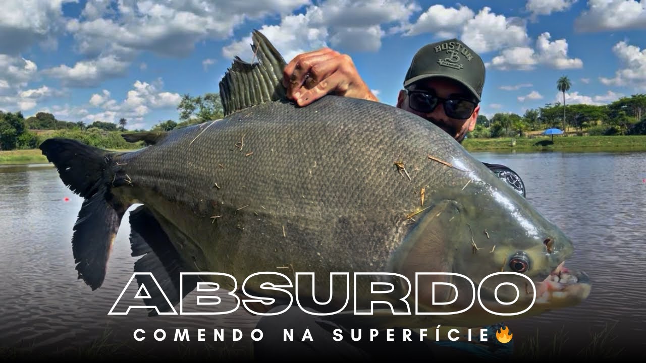 O PEIXE COME MUITO NA SUPERFÍCIE NESSE LUGAR!