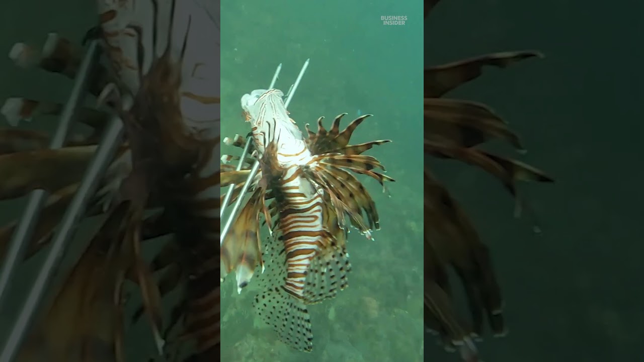 Why traditional #fishing methods don't work for invasive #lionfish.  #Colombia