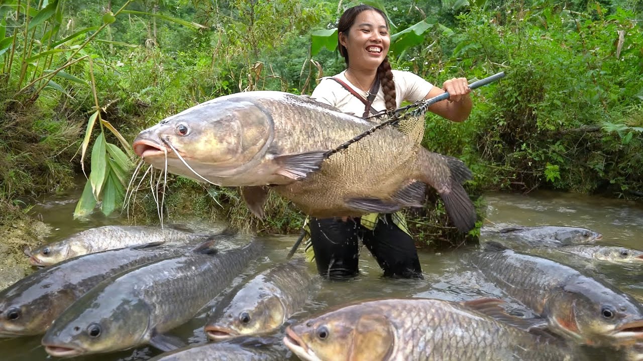 Harvest Giant fish by Hand: Encounter huge schools of fish catch fish on rainy days with Single mom