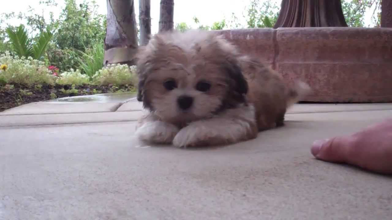 Cooper the AMAZING PUPPY! Teddybear Mal-Shi For Sale in San Diego, CA