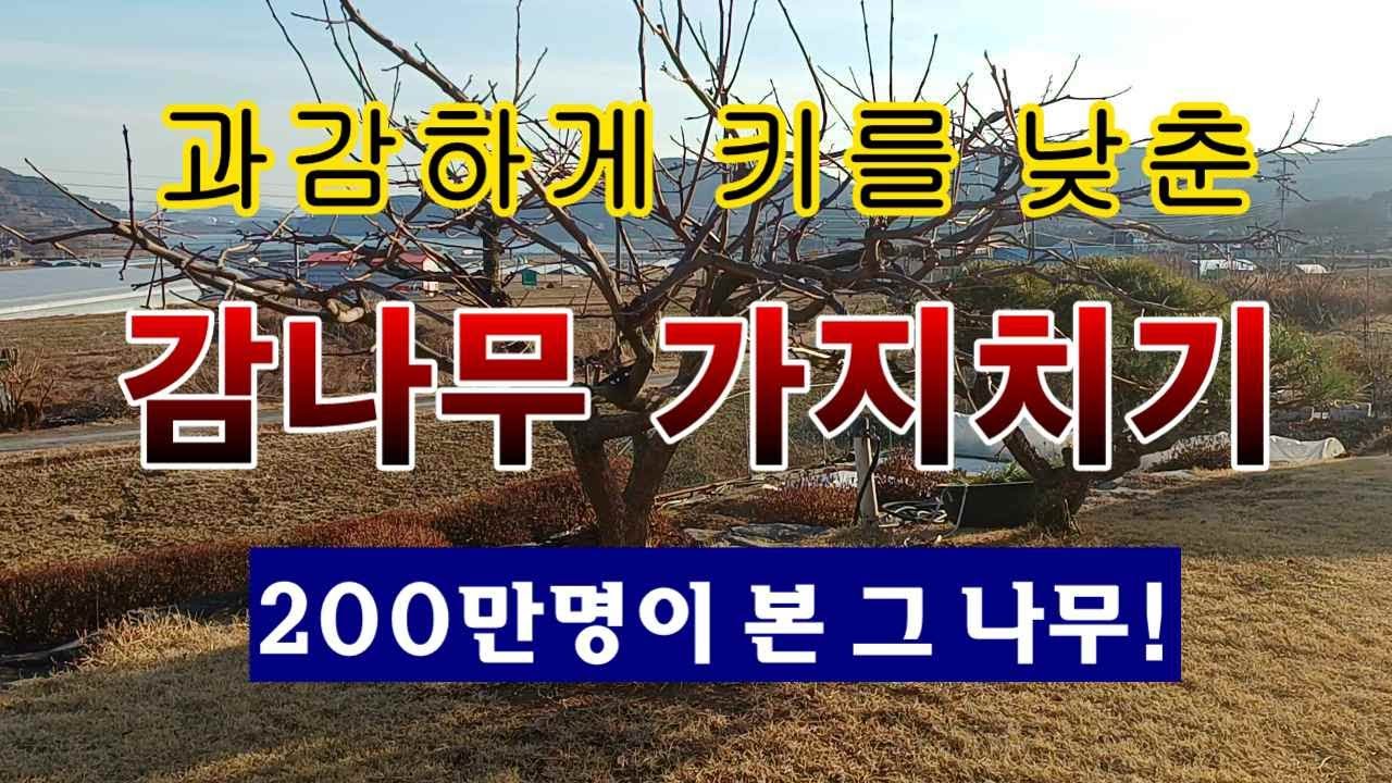 [텃밭농부 2,139]  과감하게 키를 낮추고 3년 뒤. 그 감나무 가지치기! #감나무 전지