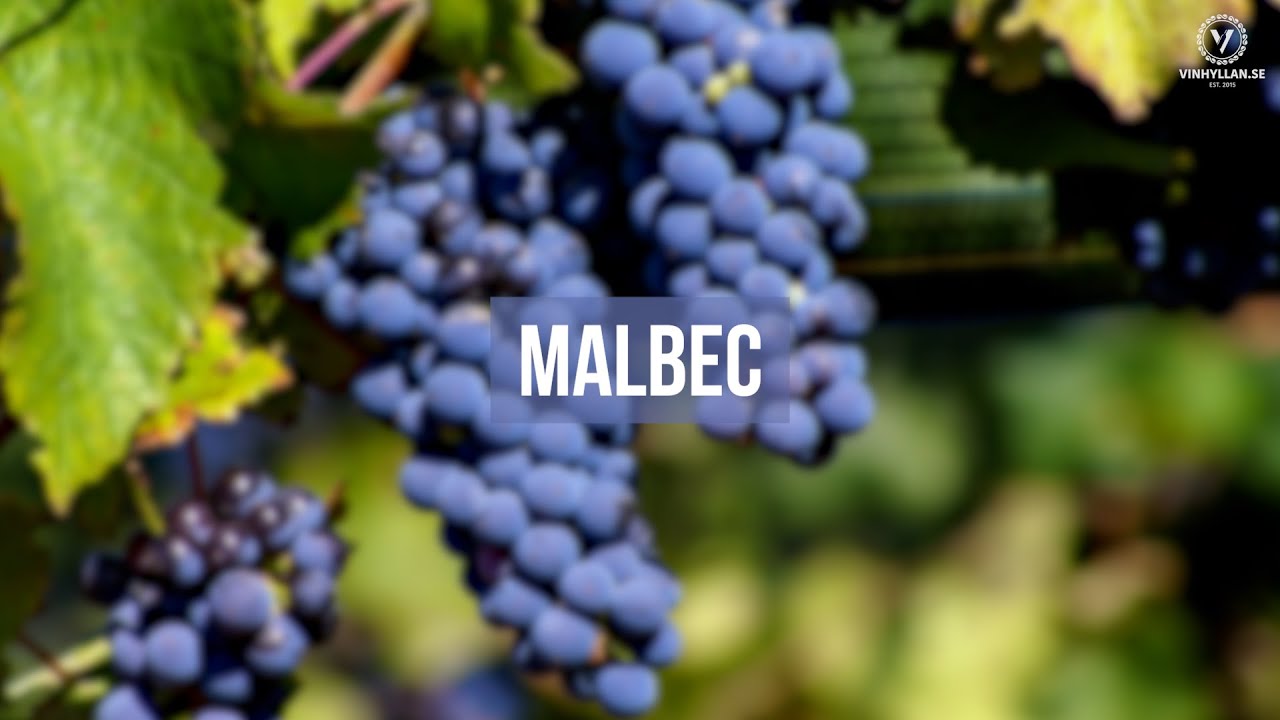 Malbec
