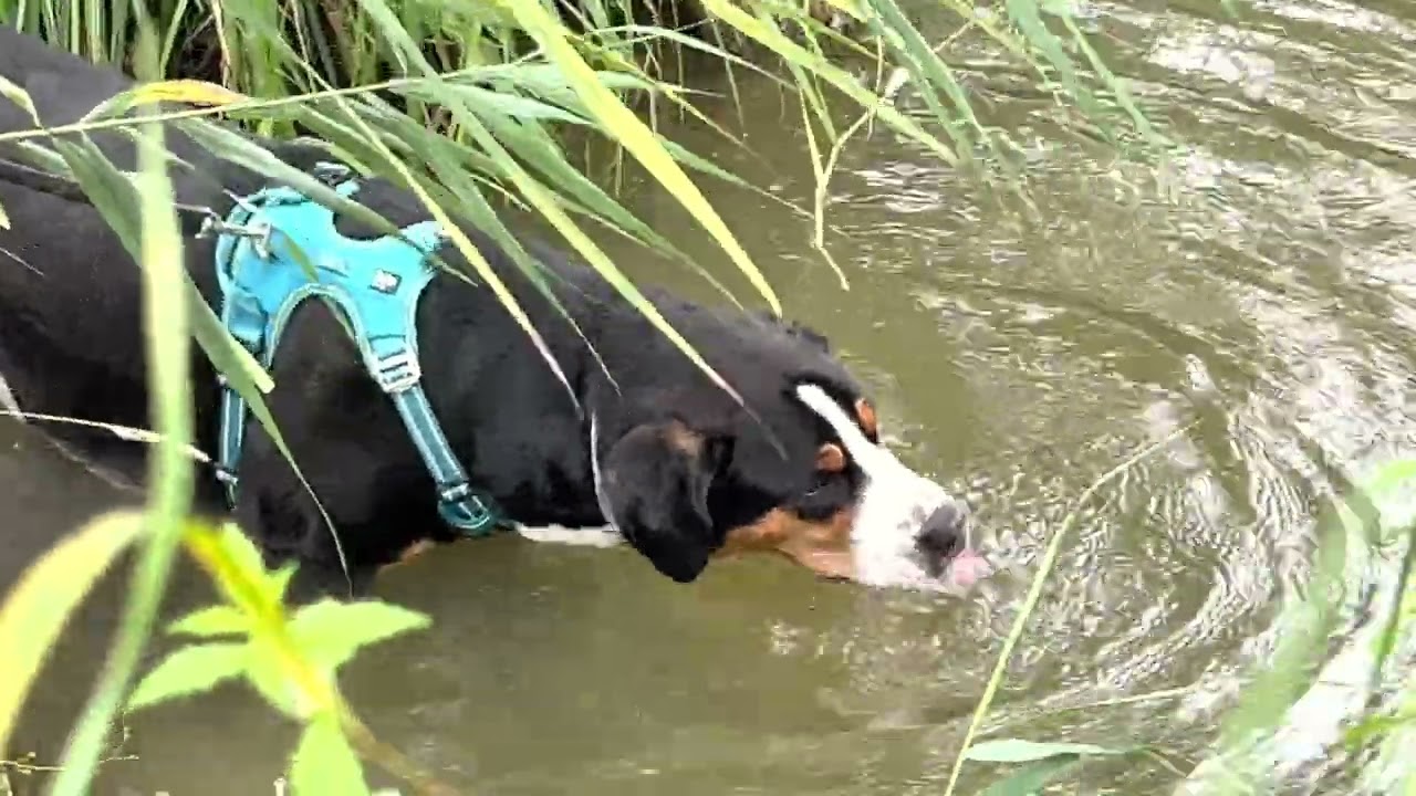 Grosser Schweizer Sennenhund/Grand Bouvier Suisse/Morgenspaziergang/Promenade du matin