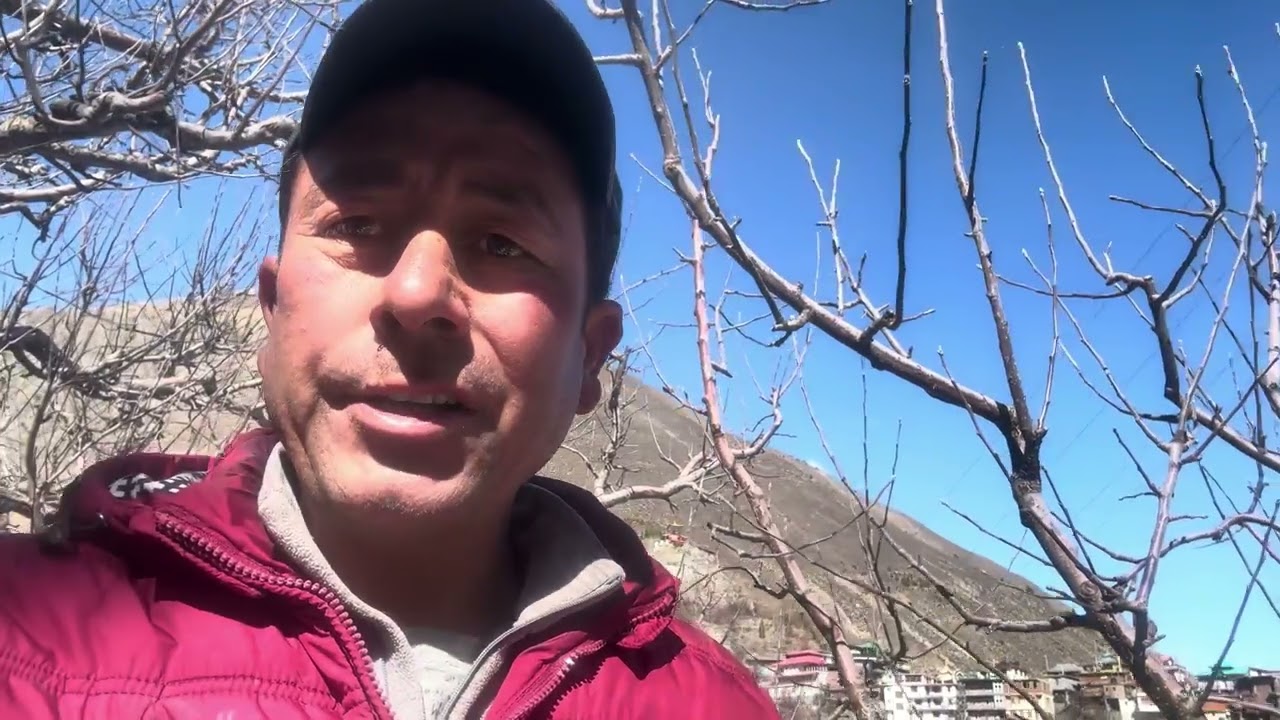 How to prune an apple tree//Bud thinning and bud renovation  in apple trees//on year and off year