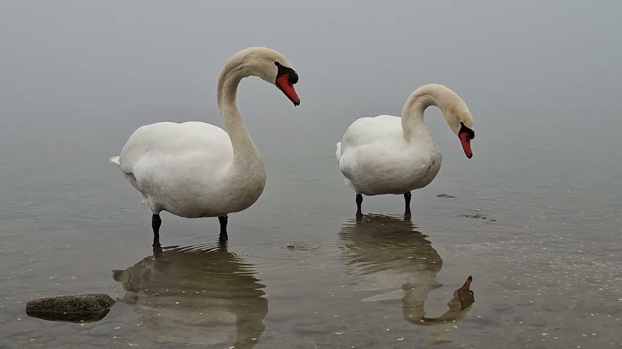 Nach 2 Jahren. Zu Besuch bei 🦢Schwanfamilie in Radolfzell...(After 2 years. Visiting 🦢swan family)