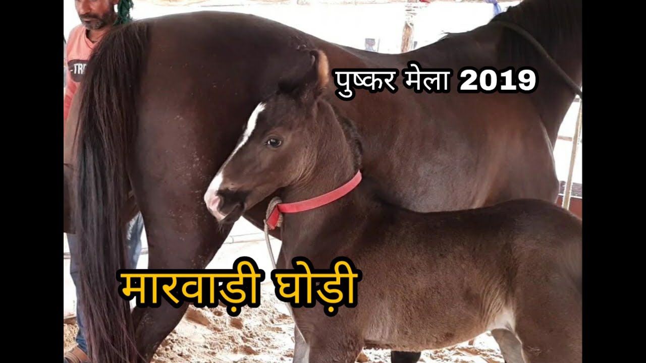 पीसांगन अजमेर से आई कालाकांटा लाइन की मारवाड़ी घोड़ी | pushkar mela 2019