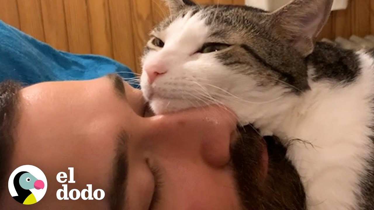 Gato le roba el marido a esta mujer | El Dodo