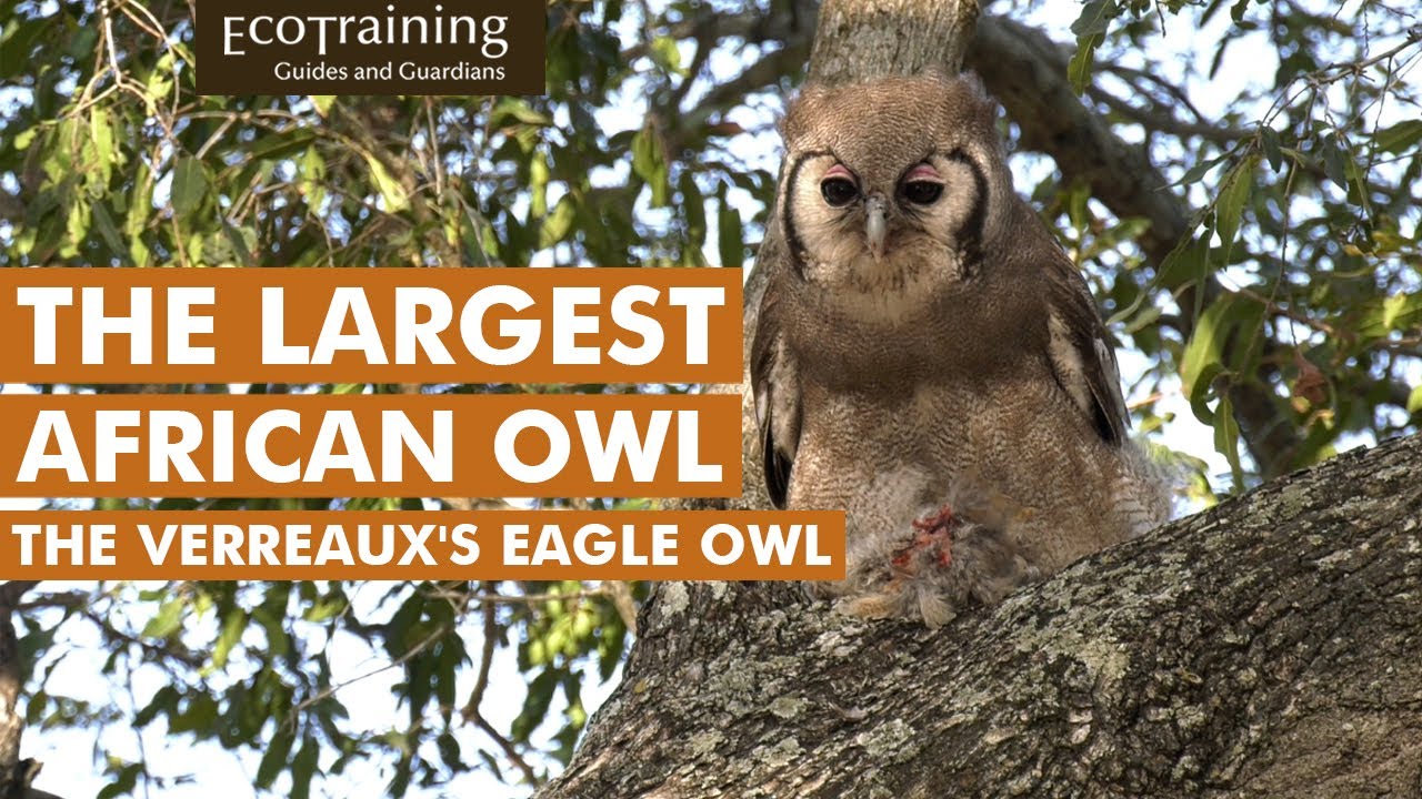 Verreaux's Eagle Owl l Birds of the Bush