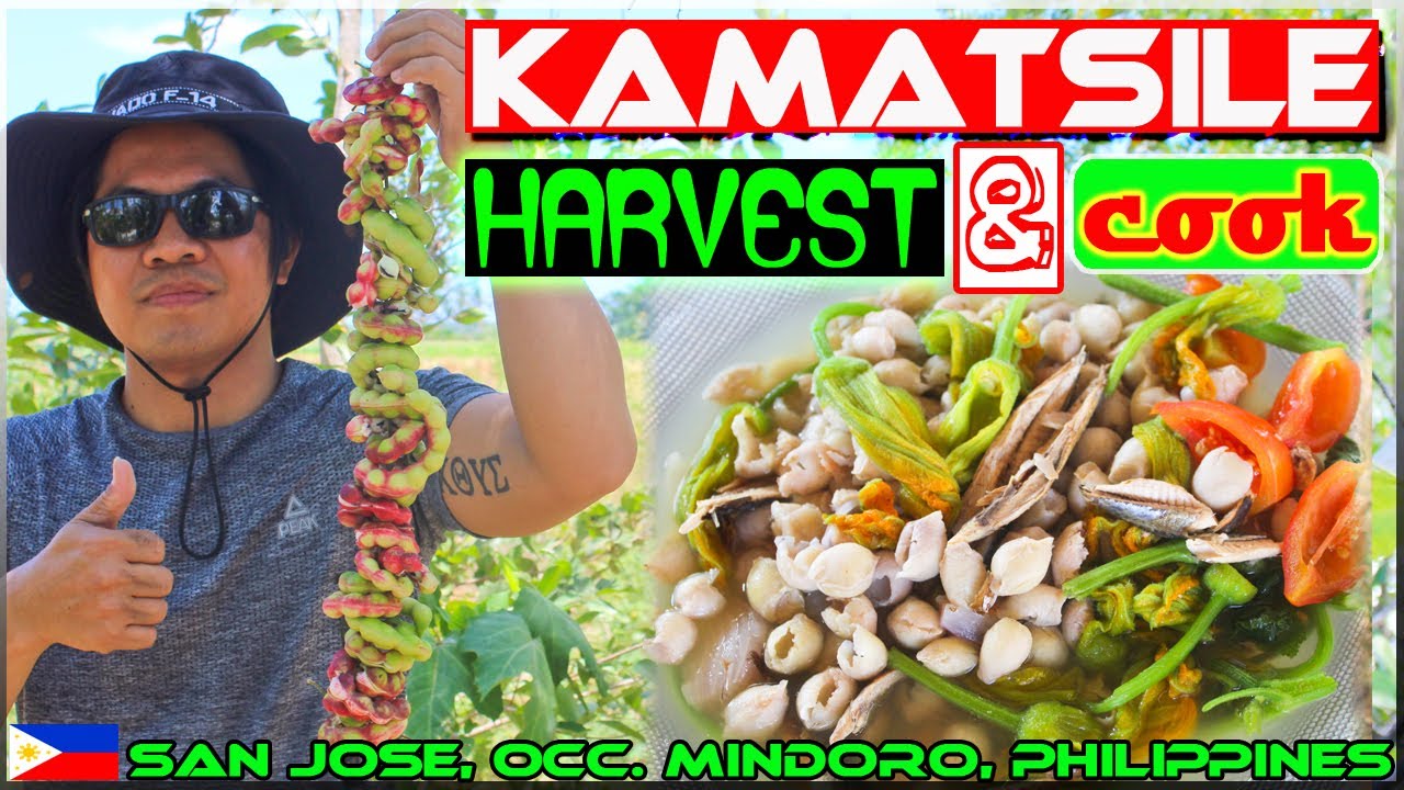 EP77 - Kamatsile Harvest and Cook | Tatang's Recipe | Occi. Mindoro Philippines