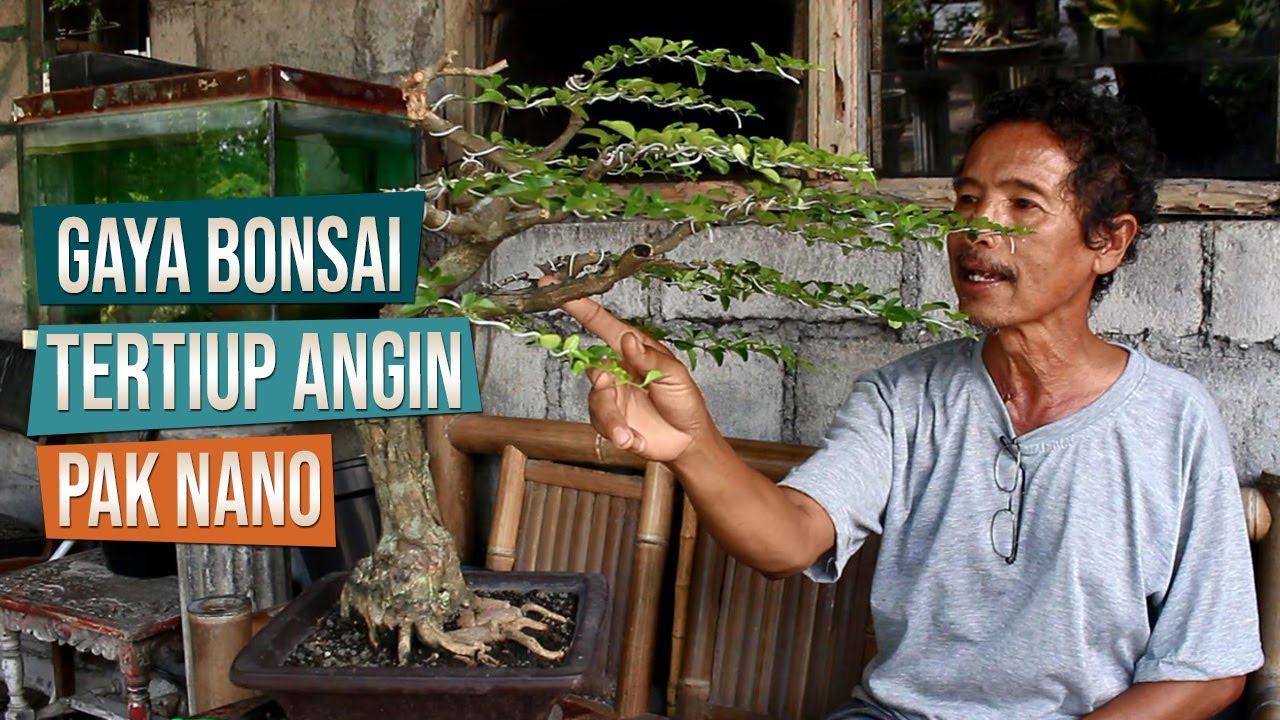 Bonsai Gaya Tertiup Angin Bersama Pak Nano Juri Senior PPBI