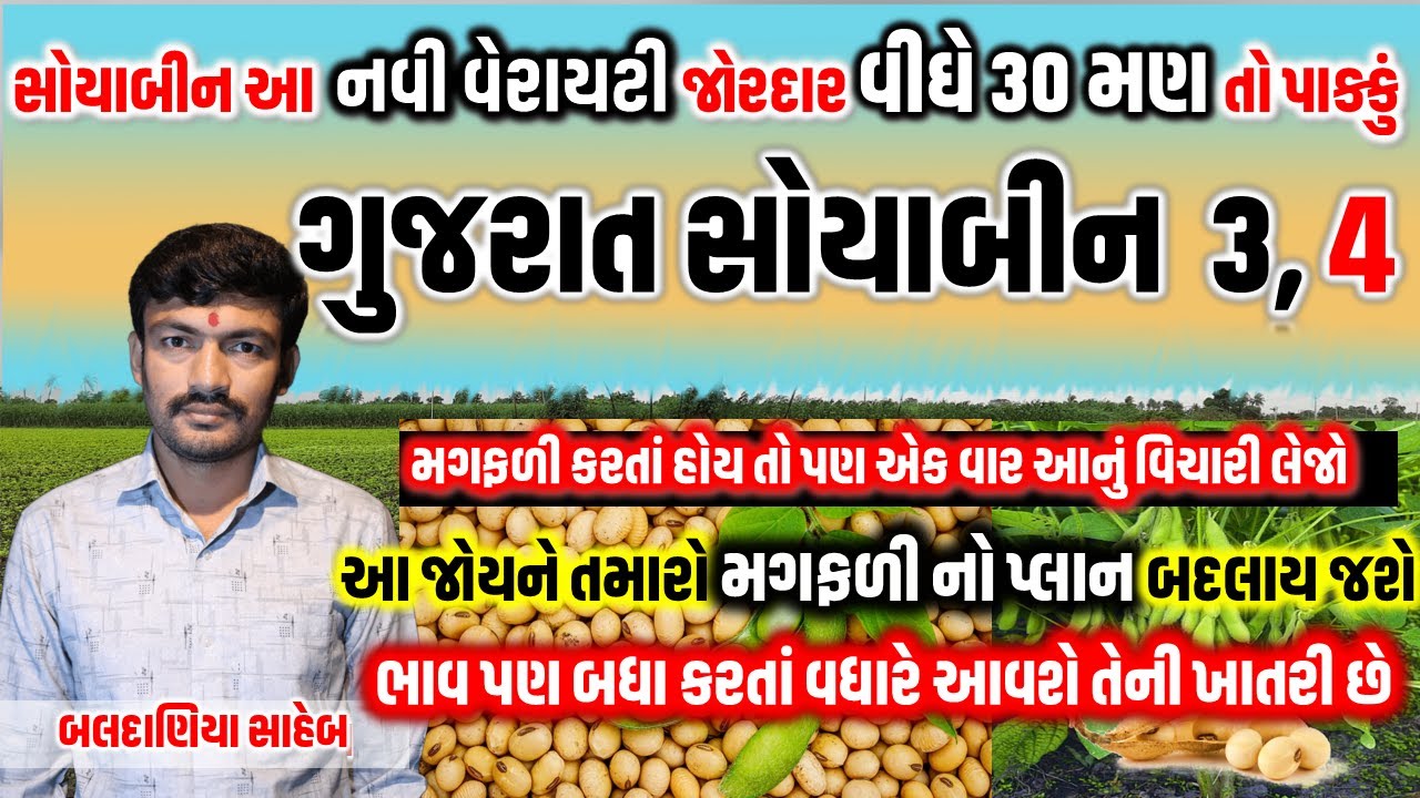 ગુજરાત સોયાબીન ૪ વીઘે ૩૦ મણ કરતા વધુ ઉત્પાદન આપે એવી જાત @MANISHBALDANIYA
