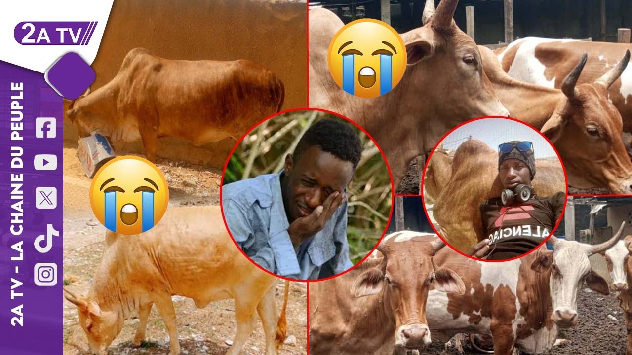 Kawteef ! Disparition mystérieuse de ses animaux (boeufs). Le Modou Modou Ibrahima sexplique...