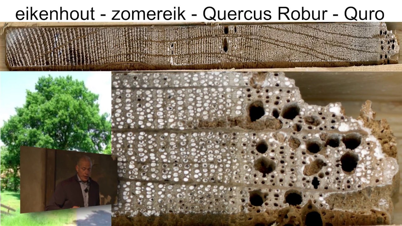 Dendrochronologie uitgelegd