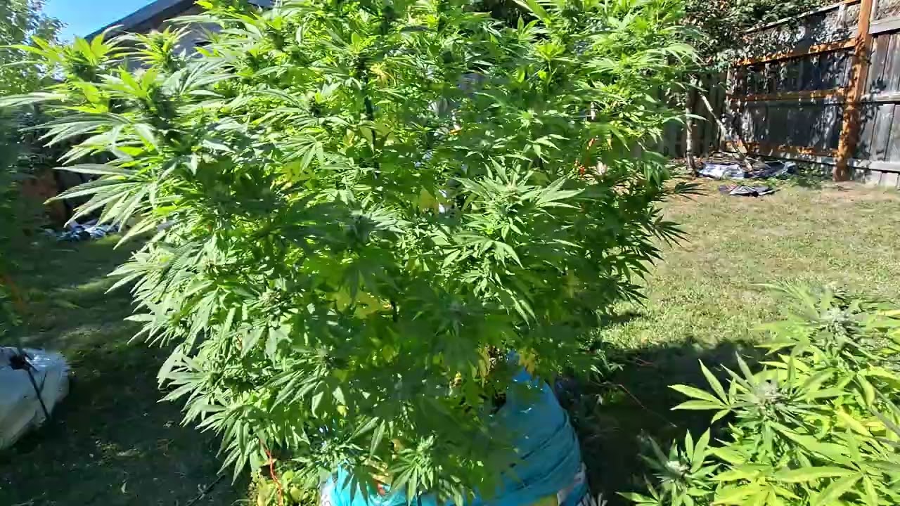 Outdoor grow 2025