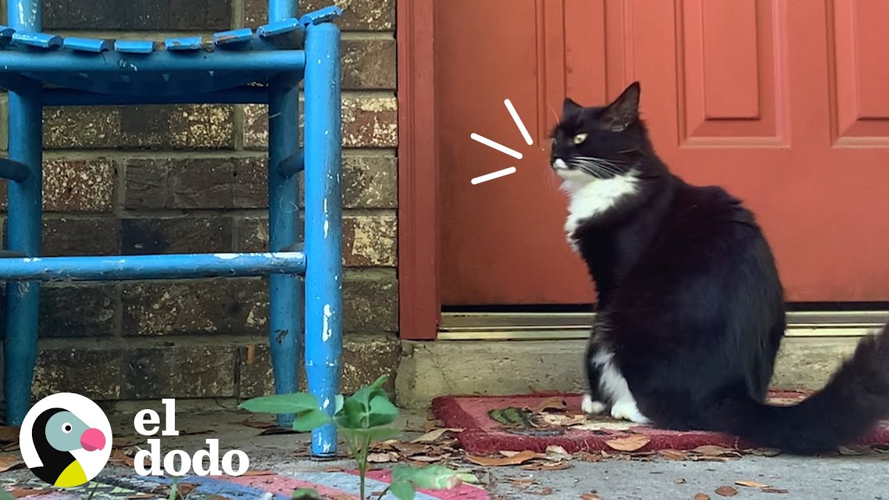 Gatita callejera pide entrar a la casa de esta mujer para tener a sus bebés I El Dodo
