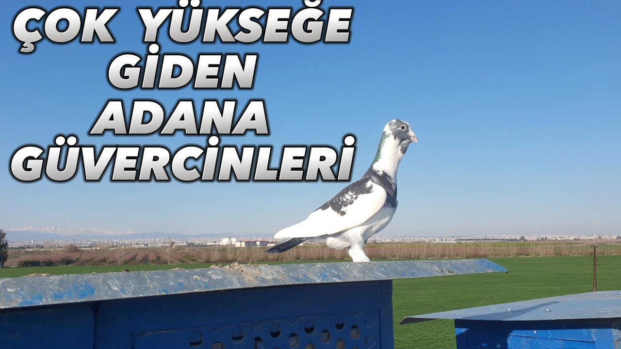 MARDİNLİ HÜSEYİN GÖK.LAKABI BAHO ADAM HARBİ GÜVERCİNLERİ  YAPMIŞ