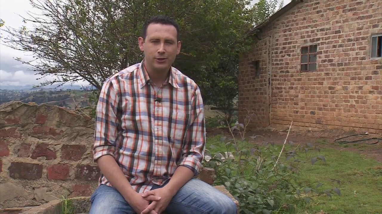 Producción de semilla de plátano | La Finca de Hoy