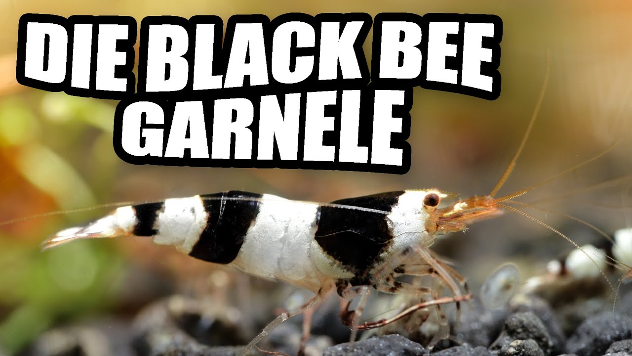 Black Bee Garnele / Bienengarnele - Alles zur perfekten Haltung | Guide für Caridina -Zwerggarnelen