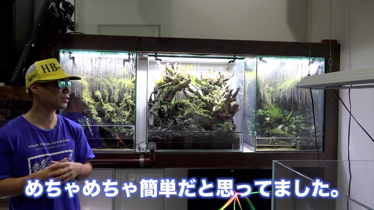 アクアテラとパルダリウム棚紹介　維持管理カビ対策など