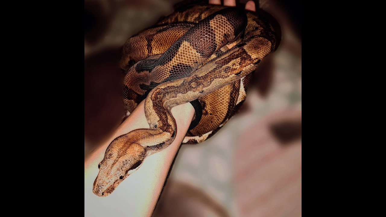 Содержание императорских удавов (Boa constrictor imperator )