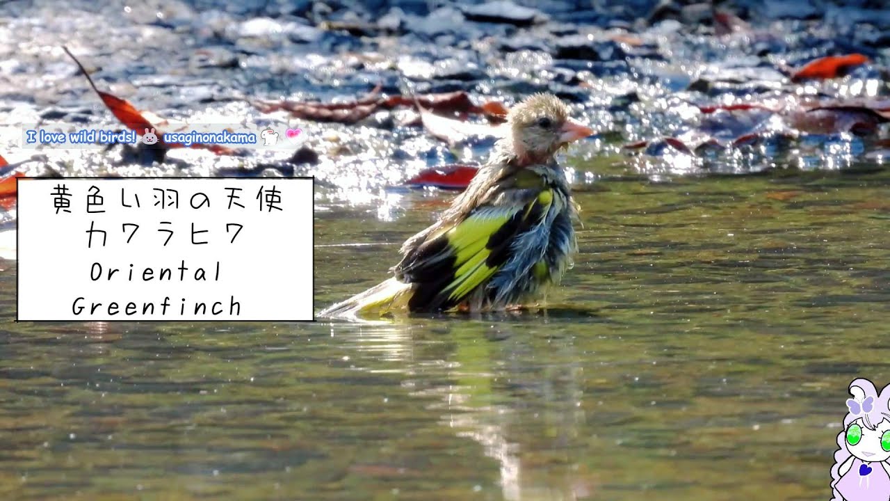 黄色い羽の天使カワラヒワ幼鳥　小さなファインダーの中ではただの小鳥の水浴び　ところが・・色々見えてきました　よかったら見てね