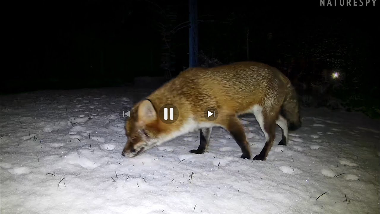 Red Fox Food Under The Snow