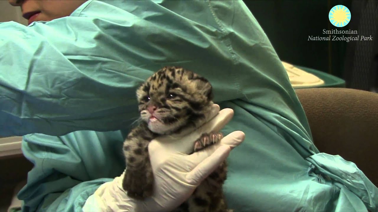 Hand-Rearing Clouded Leopards Cubs