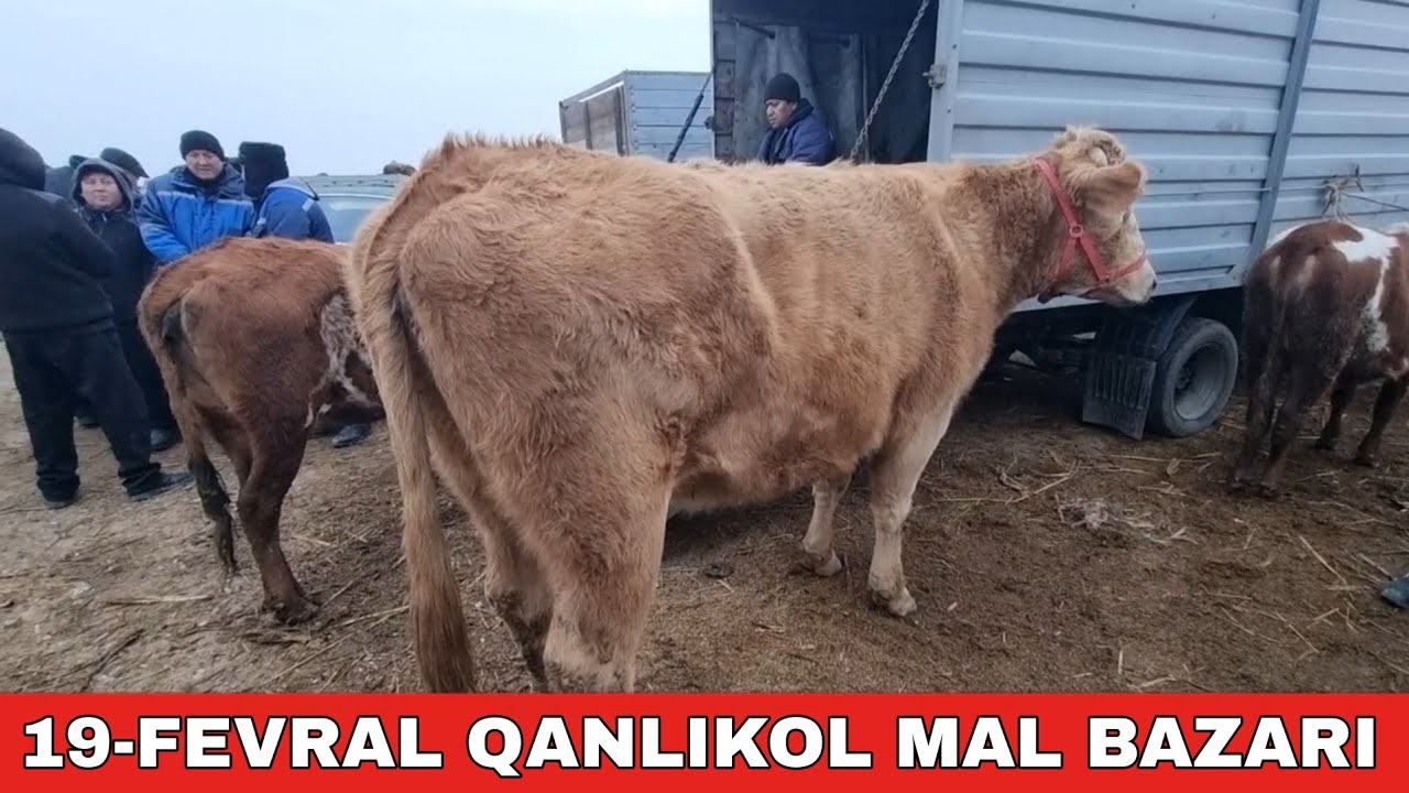 19-ФЕВРАЛЬ/КАНЛЫКОЛ МАЛ БАЗАРЫ/СКОТНЫЙ РЫНОК/BUQALAR/BIG BULLS IN THE WORLD/BIG COW