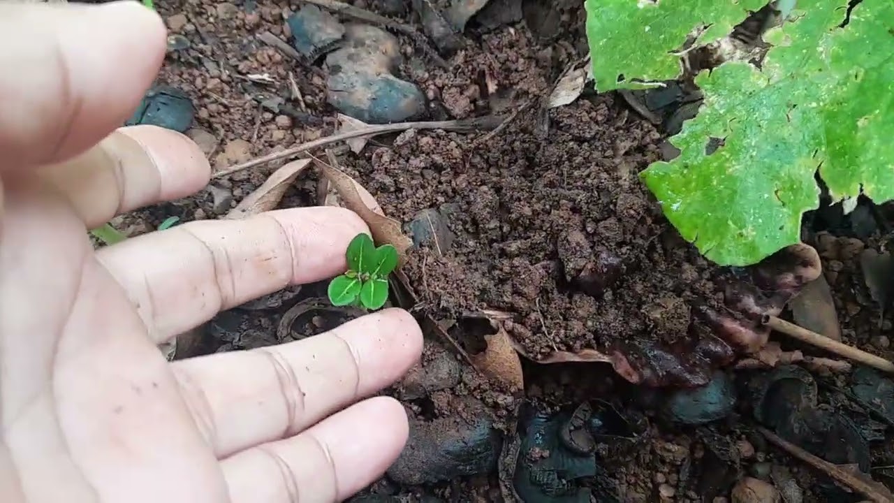 A Horquidia está linda...