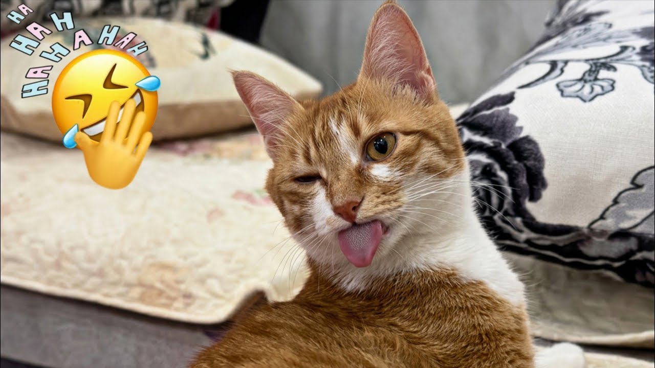 Funny cat videos (#1) Cat reaction 🐈🤣