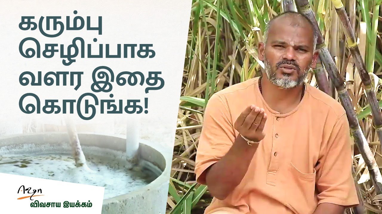 கரும்பு உடனே பச்சைகட்ட இது மட்டும் போதும்…