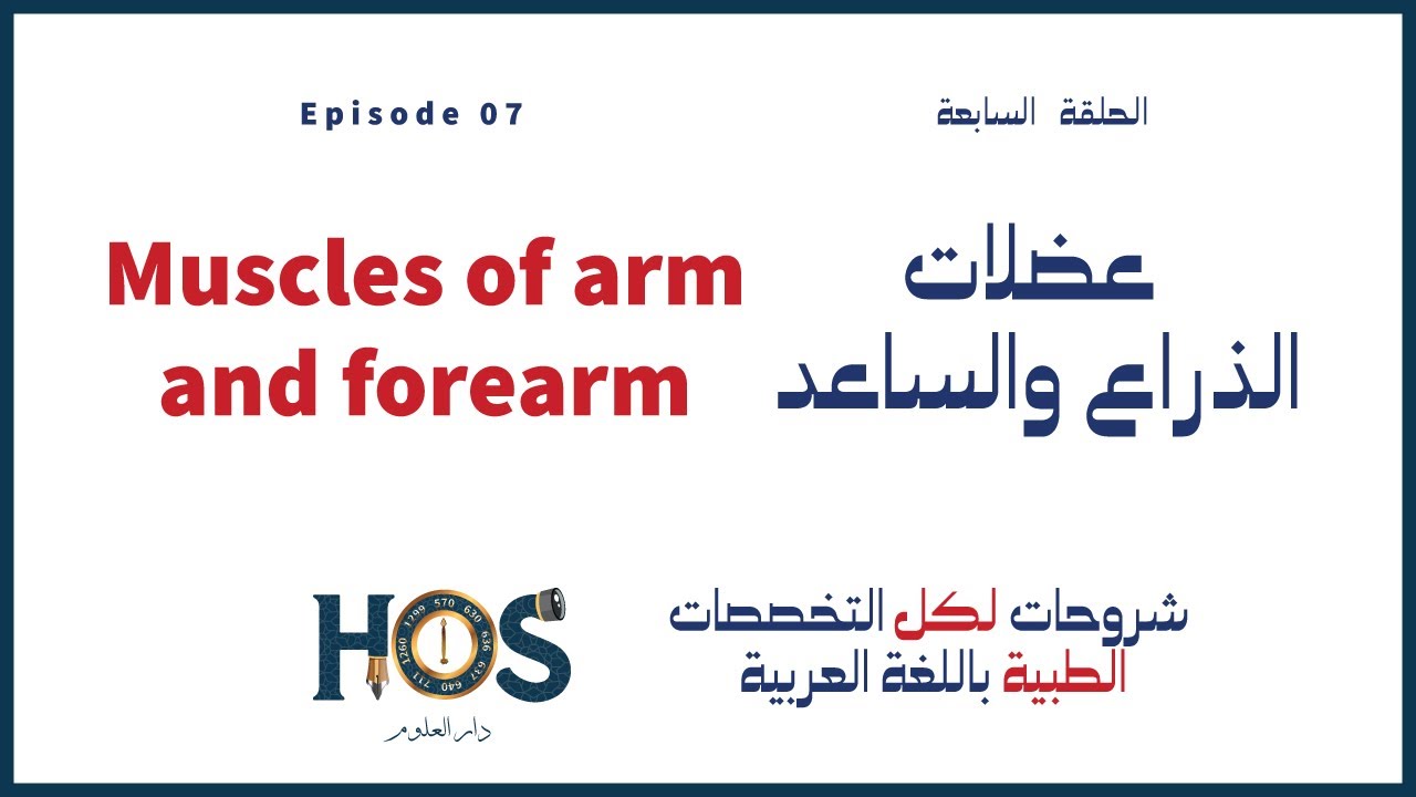 عضلات الذراع والساعد -  Muscles of arm & forearm
