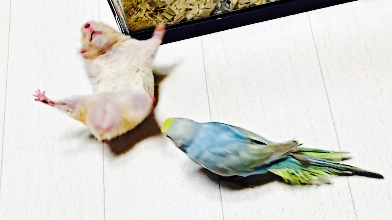 衝撃映像!!ハムスターとインコの喧嘩が炎上レベル　おもしろ可愛い動物