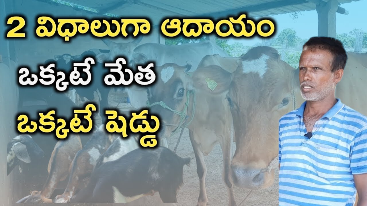 వ్యవసాయం,మేకలు,ఆవులు వుంటేనే ఆదాయం|successful integrated farming by thirupathi reddy|mallesh adla|