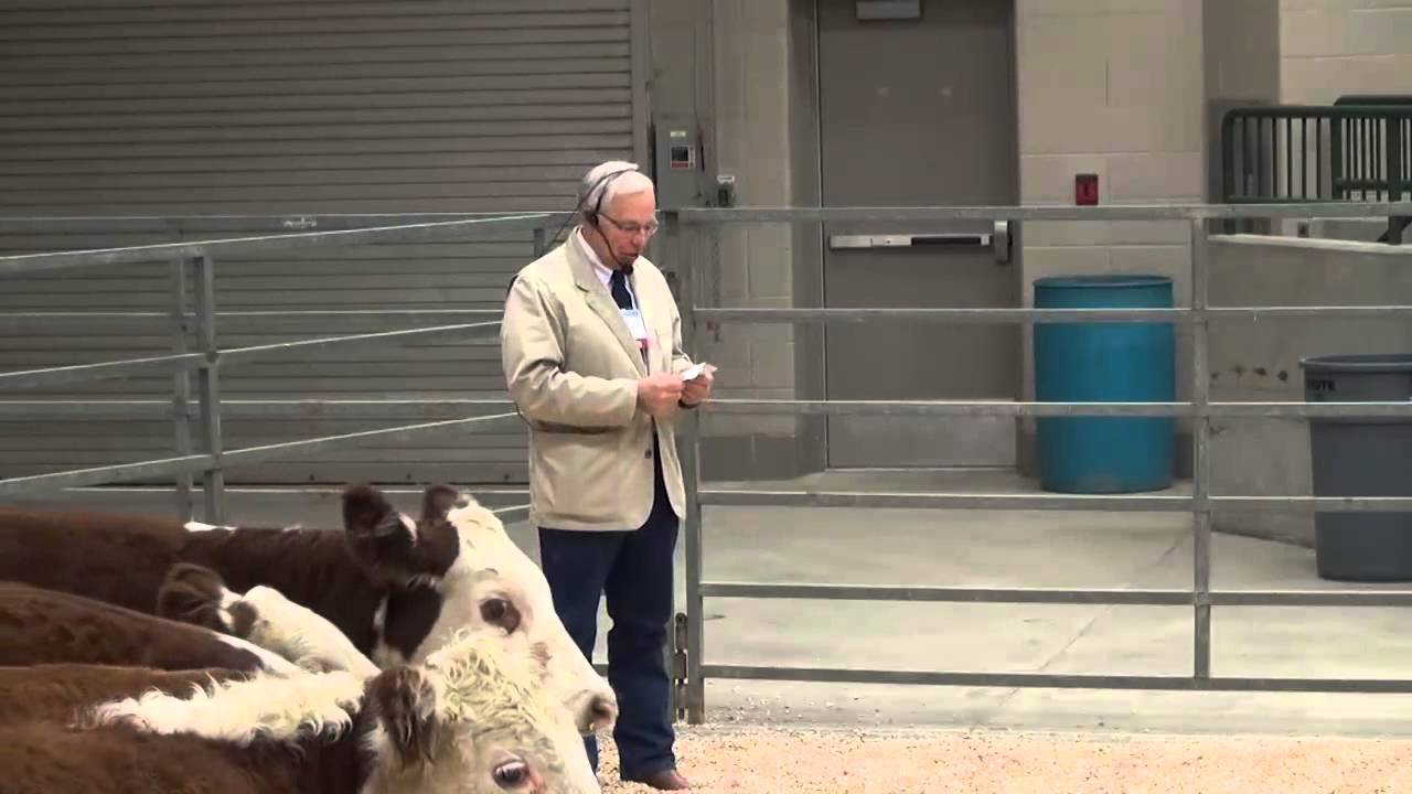 Livestock Handling Demonstration