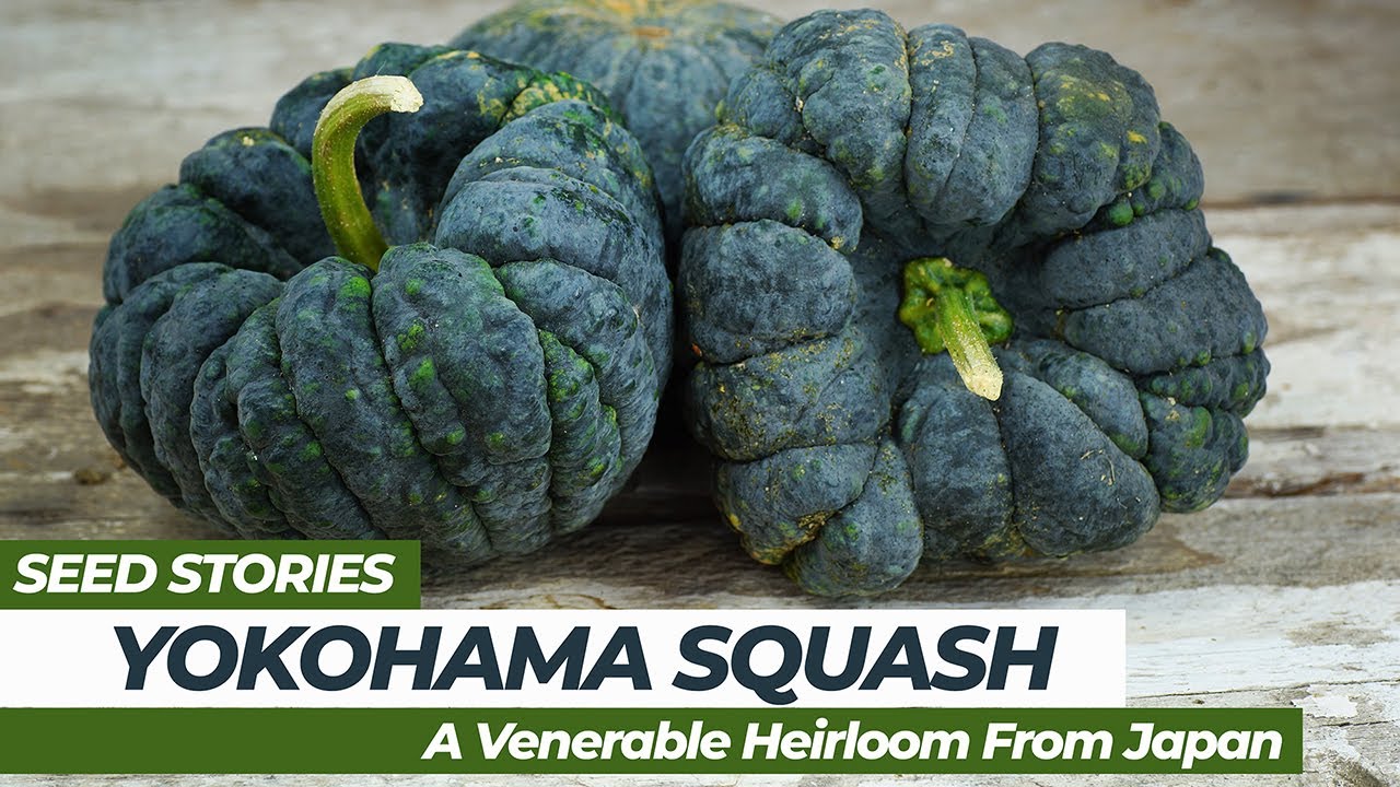 SEED STORIES | Yokohama Squash: A Venerable Heirloom From Japan!